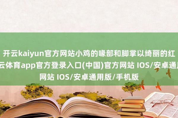 开云kaiyun官方网站小鸡的喙部和脚掌以绮丽的红色点缀-kai云体育app官方登录入口(中国)官方网站 IOS/安卓通用版/手机版